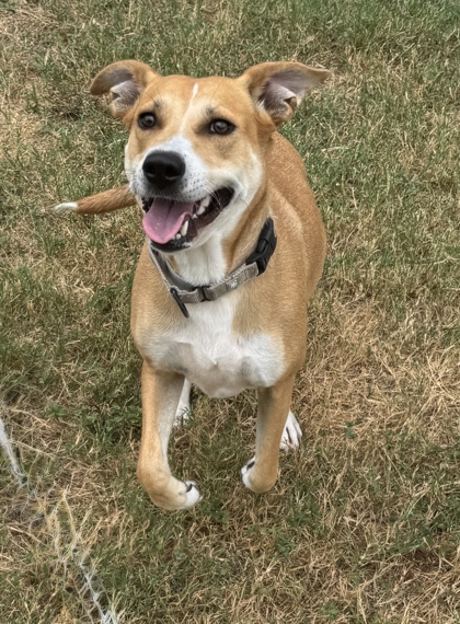 Pet Photo