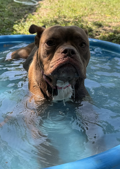 Pet Photo