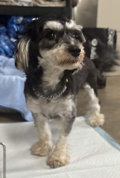 Pet Photo