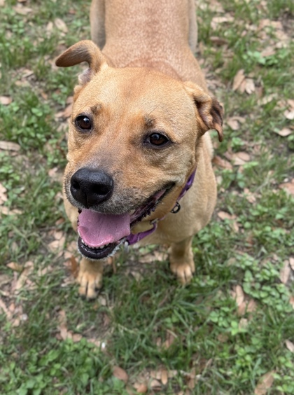 Pet Photo