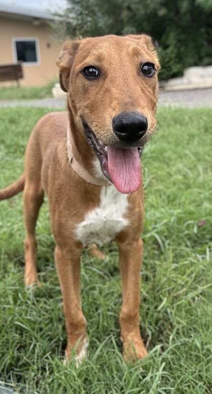 Pet Photo