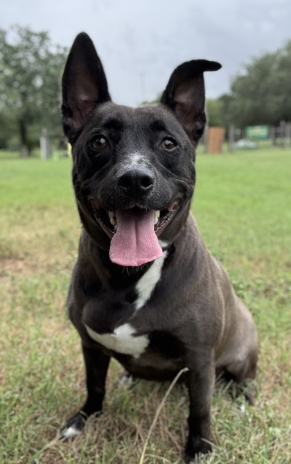 Foto de mascota