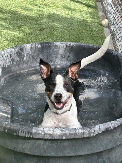 Pet Photo