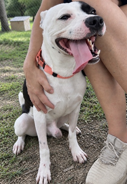 Foto de mascota