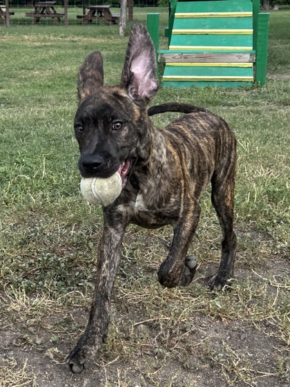 Pet Photo
