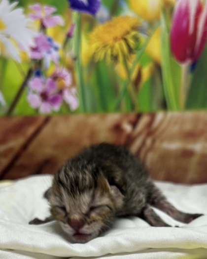 Pet Photo