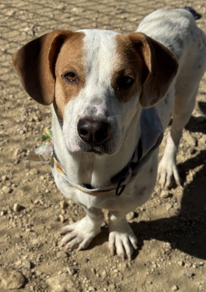 Pet Photo