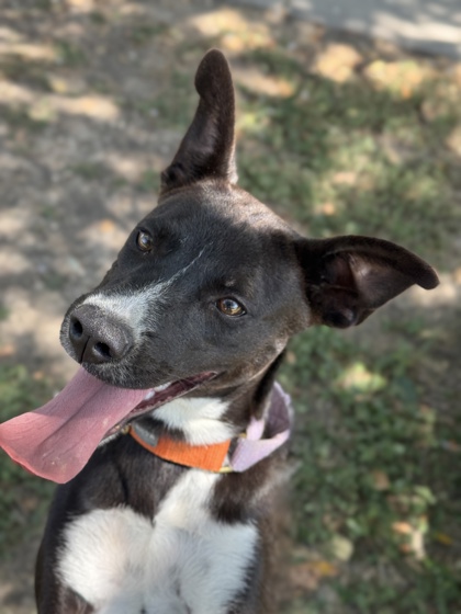 Pet Photo
