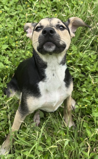Pet Photo
