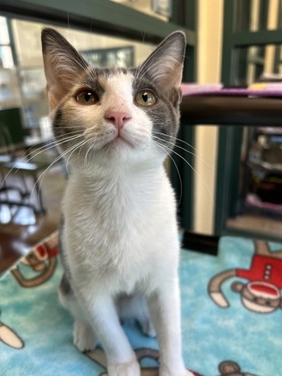 Pet Photo