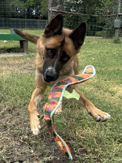 Pet Photo