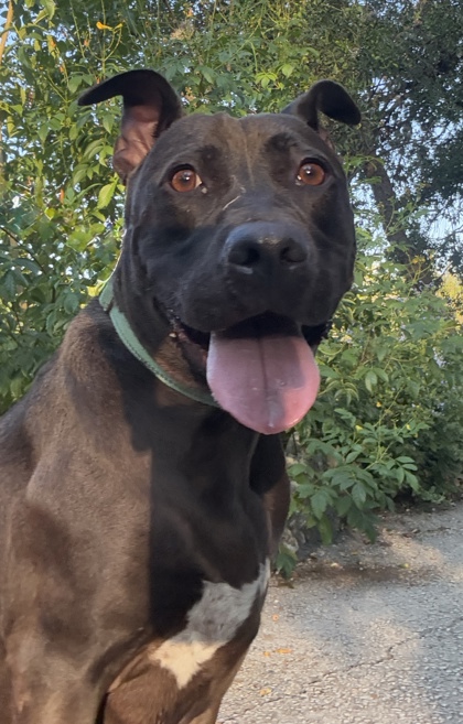 Pet Photo