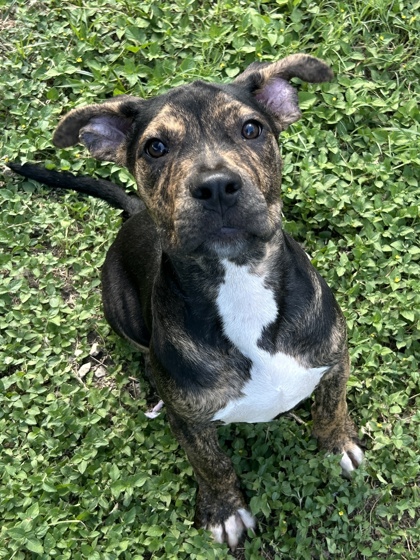 Pet Photo