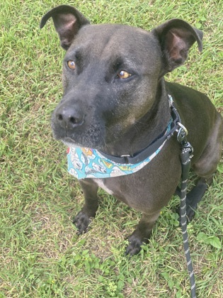 Pet Photo