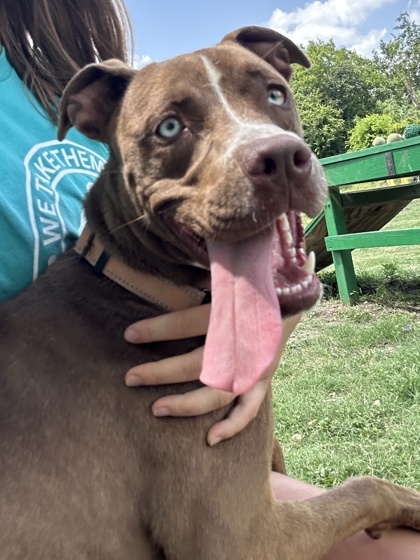 Pet Photo
