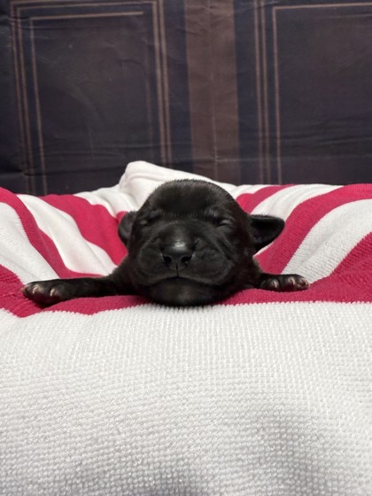 Pet Photo