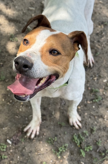 Pet Photo