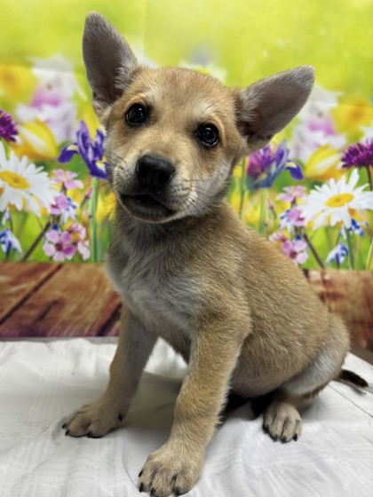 Pet Photo