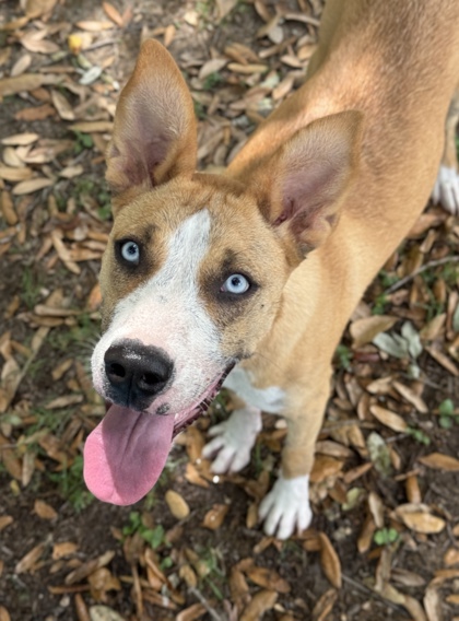 Pet Photo