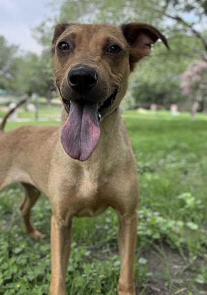 Foto de mascota