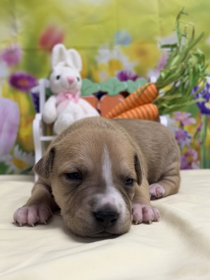 Pet Photo