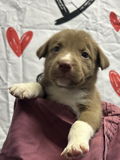 Pet Photo