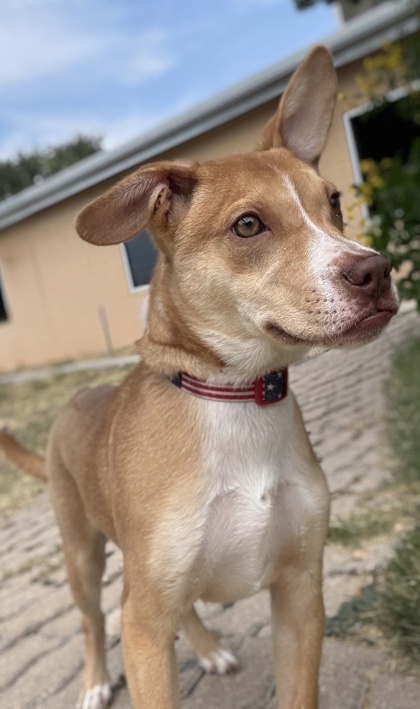 Pet Photo