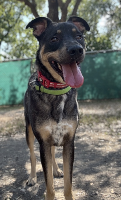 Pet Photo
