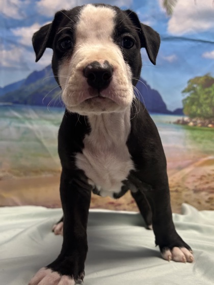Pet Photo