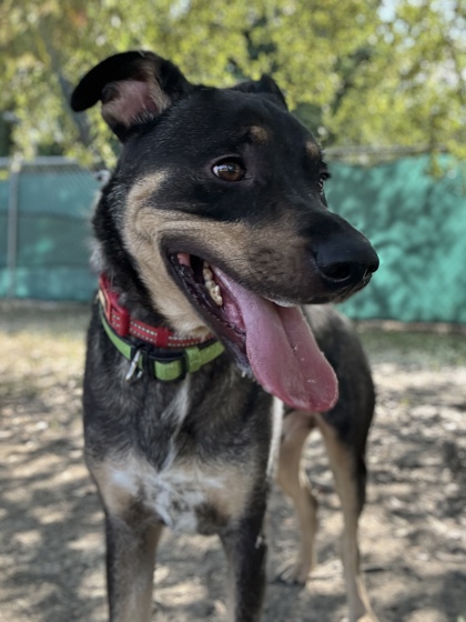 Pet Photo