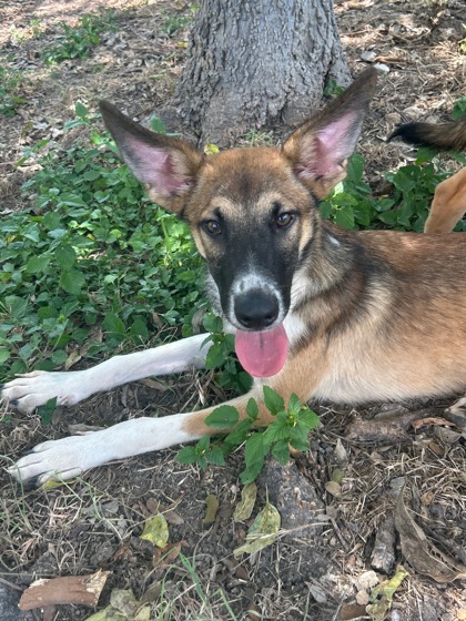 Pet Photo