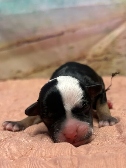 Pet Photo