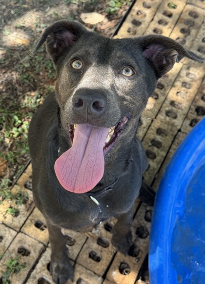 Pet Photo