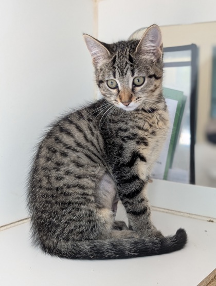 Pet Photo