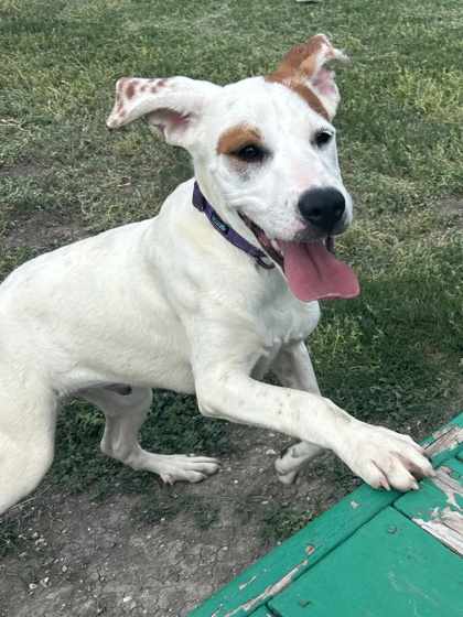 Pet Photo