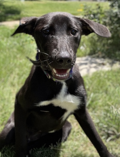 Foto de mascota