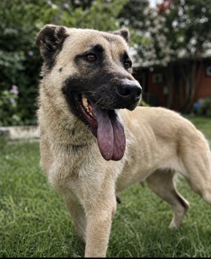 Foto de mascota