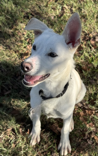 Foto de mascota