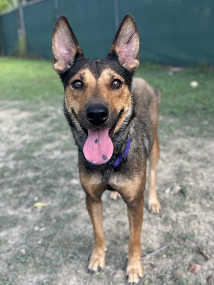 Pet Photo