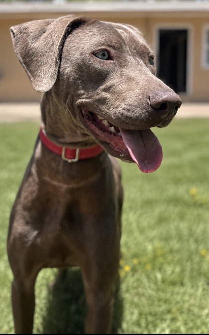 Pet Photo
