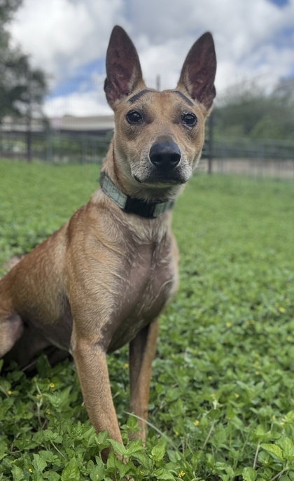 Pet Photo