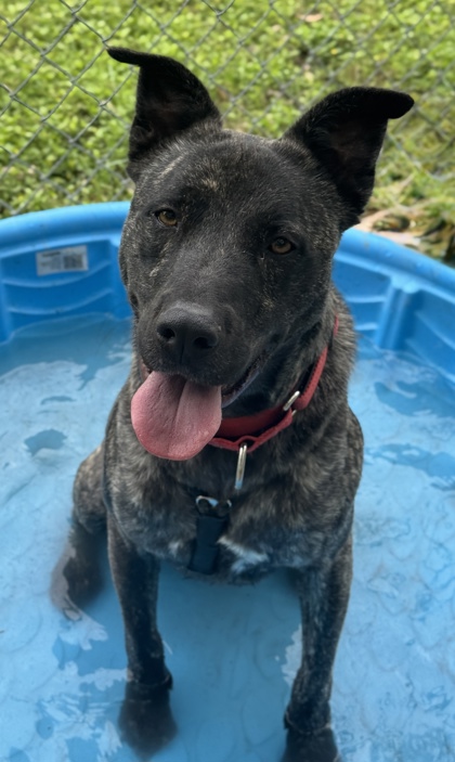 Pet Photo