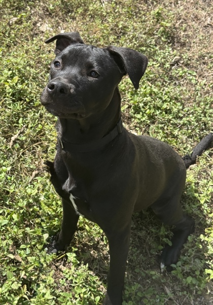 Pet Photo