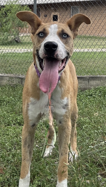 Pet Photo