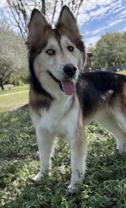 Pet Photo