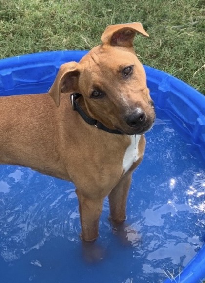 Pet Photo