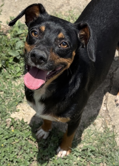 Pet Photo
