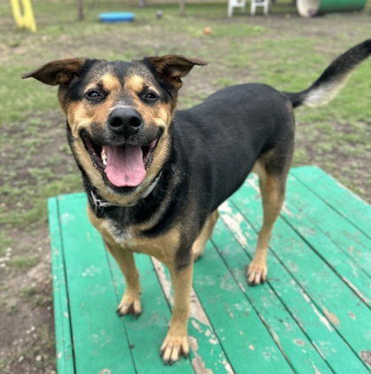 Pet Photo
