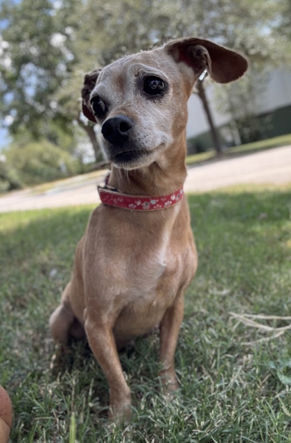 Pet Photo