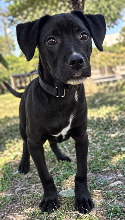 Pet Photo